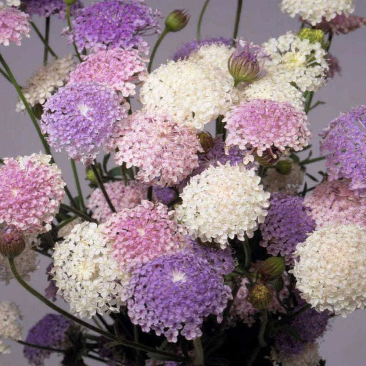 Дідіскус ‘Lace Mixture’ (Didiscus caeruleus)