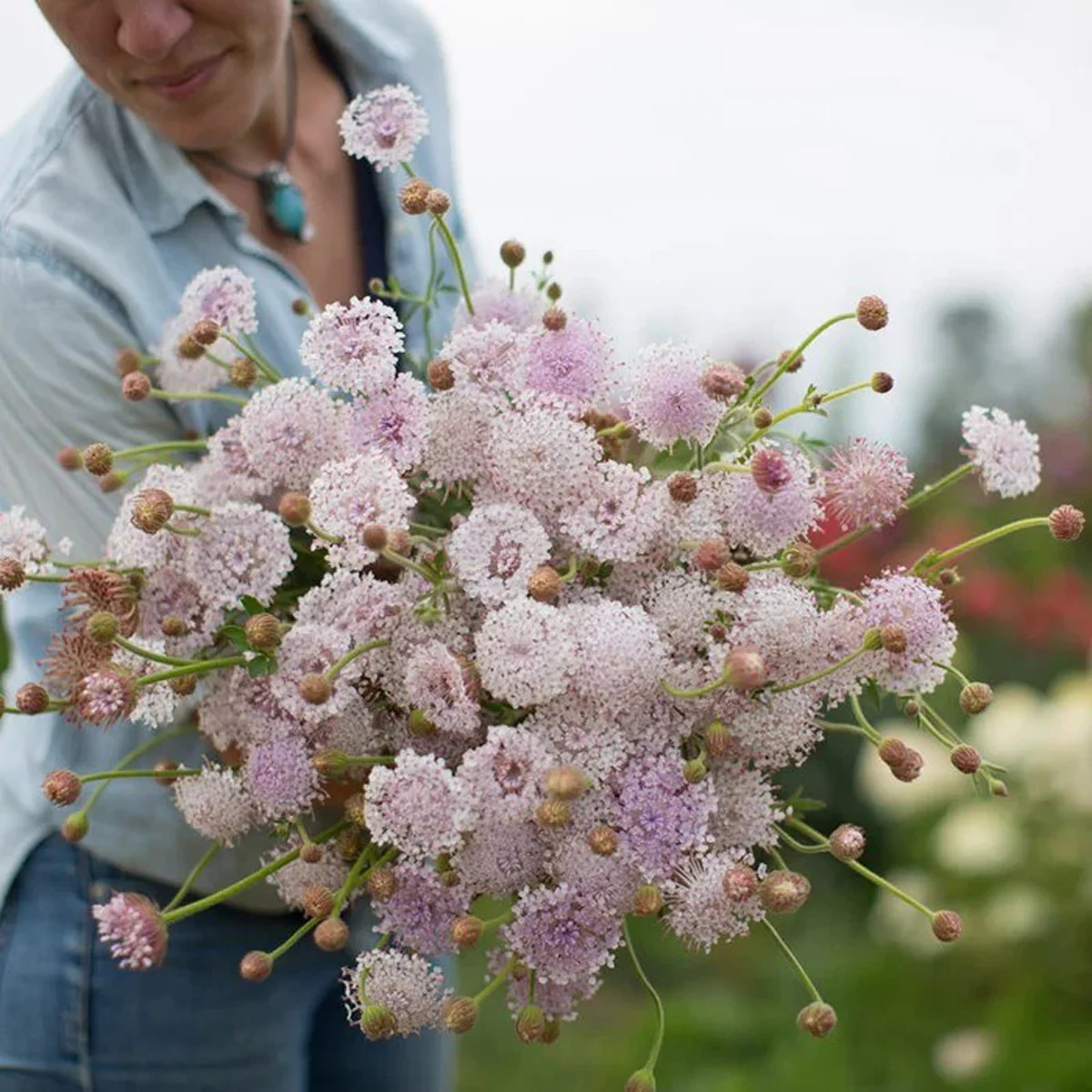 Дідіскус ‘Lace Pink’ (Didiscus caeruleus)