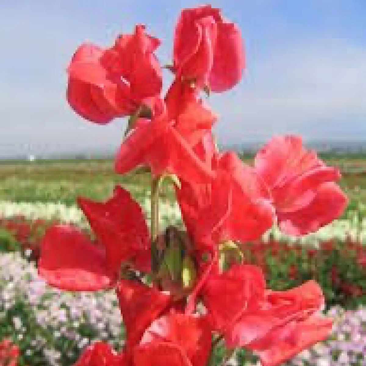 Духмяний горошок ‘Elegance Scarlet’ (Lathyrus odoratus)