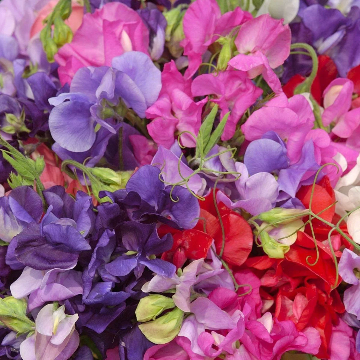 Духмяний горошок ‘King Size Coronation Mix’ (Lathyrus odoratus)