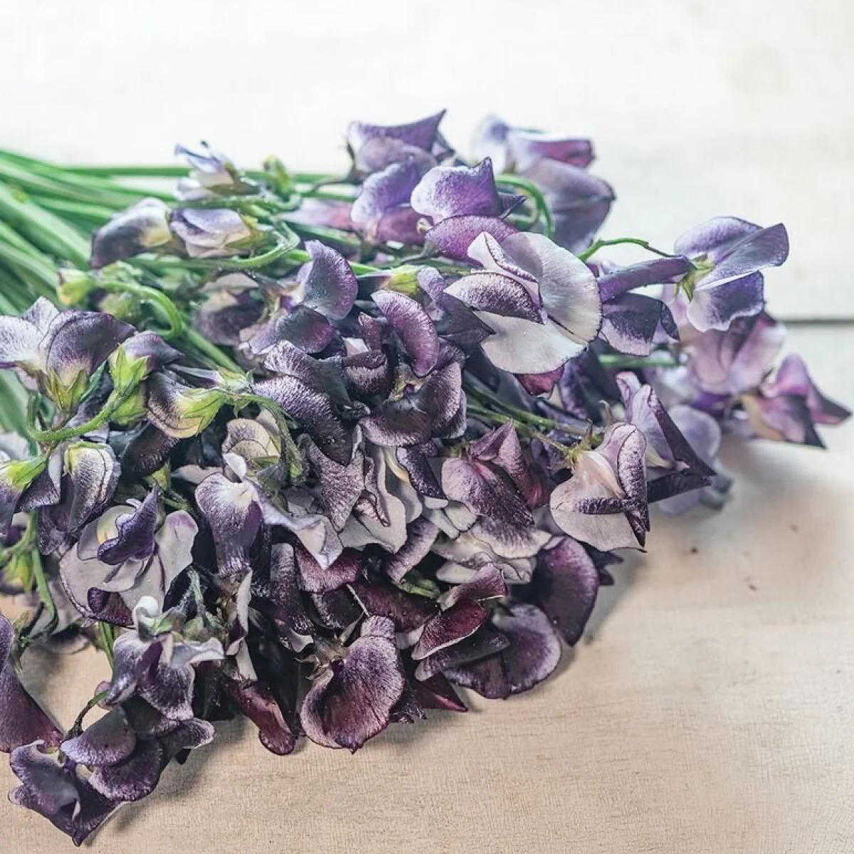 Духмяний горошок ‘Spencer Nimbus’ (Lathyrus odoratus)