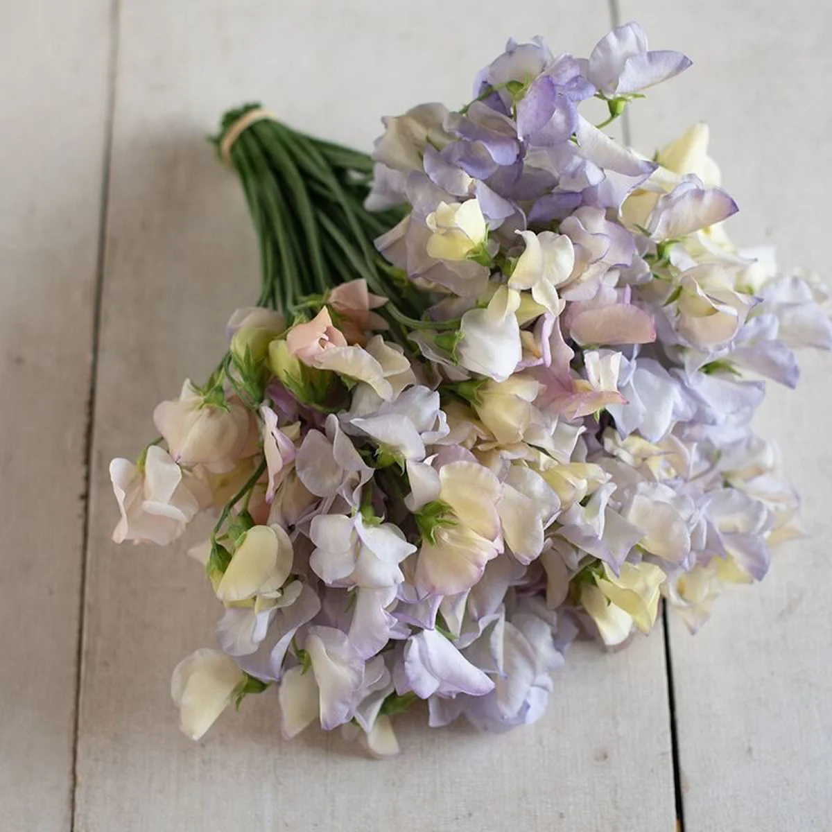 Духмяний горошок ‘Spencer Old Times’ (Lathyrus odoratus)