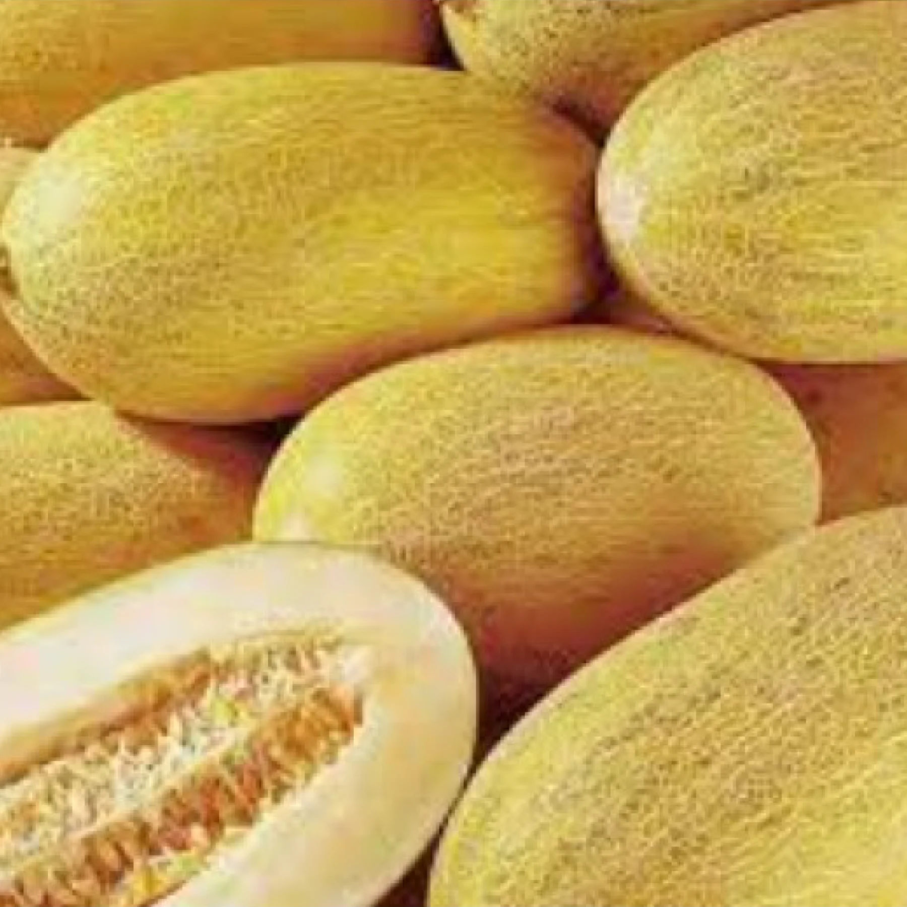 Диня ‘Алушта’