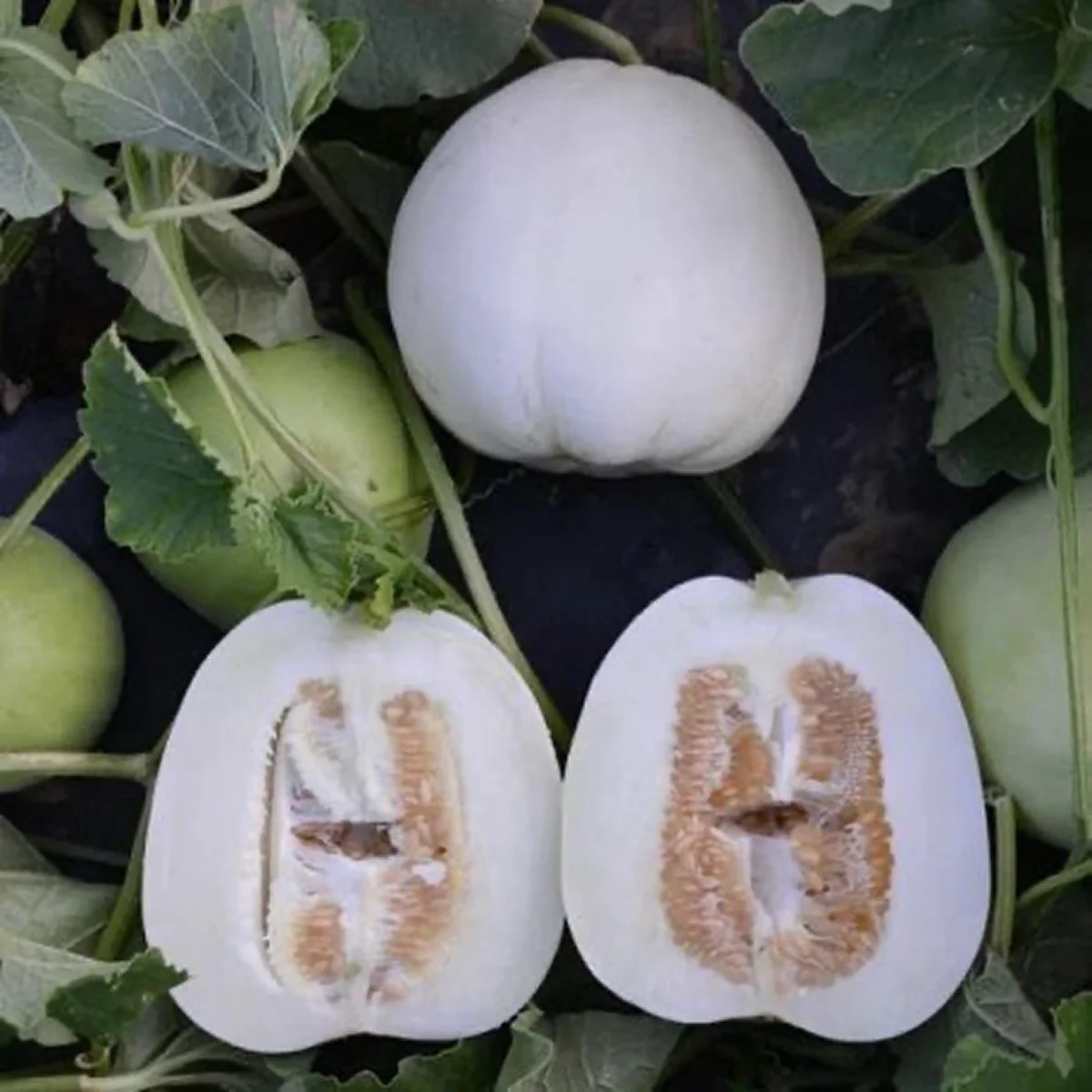 Диня ‘Bai Mibao Asian’