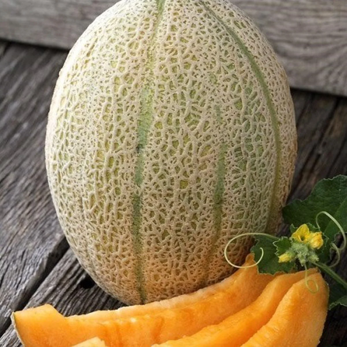 Диня ‘Бест Джамбо’