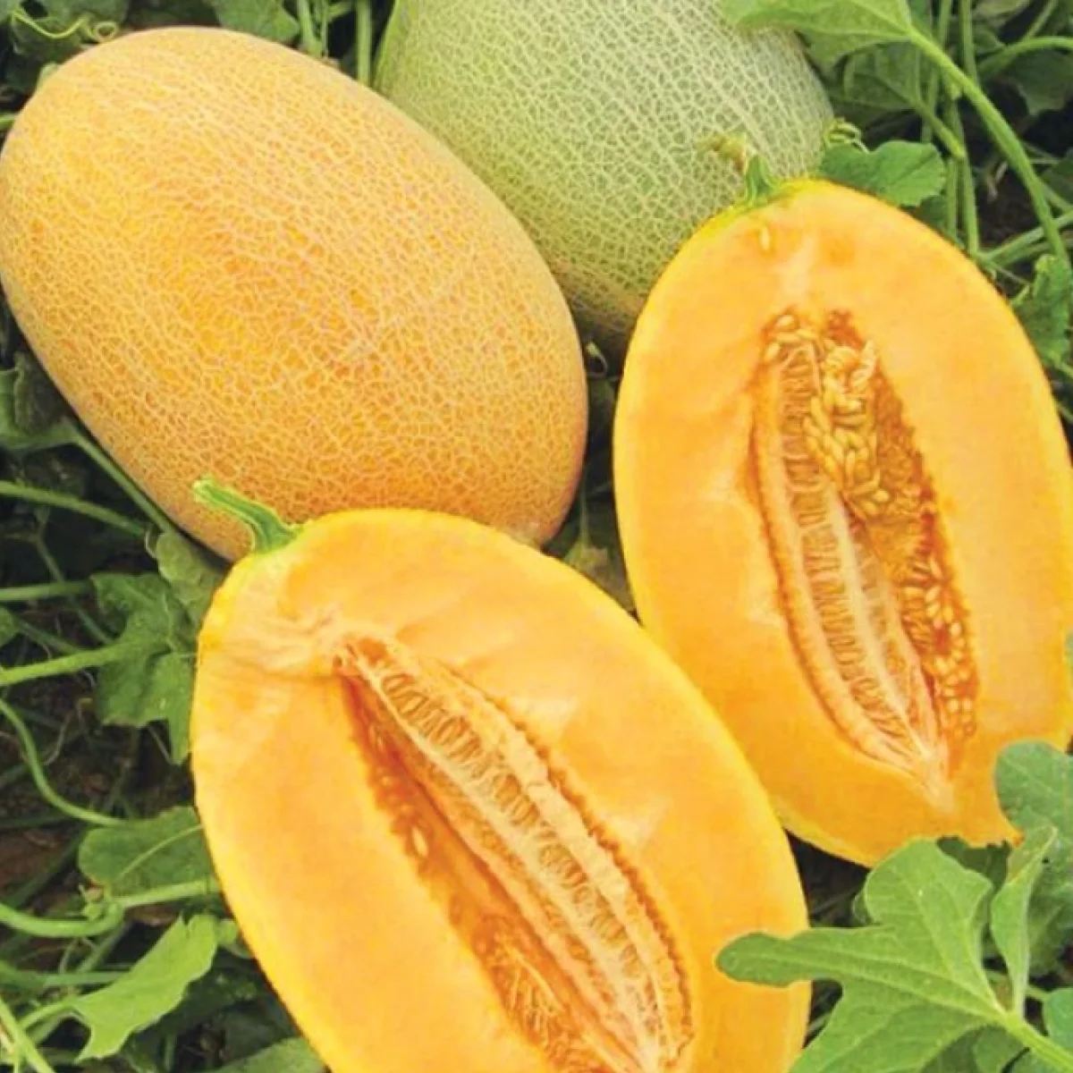 Диня ‘Cerenti F1’