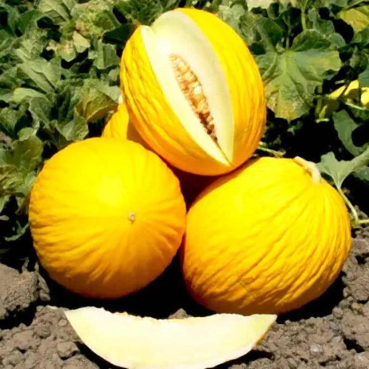 Диня ‘Rugoso Di Cosenza Giallo’