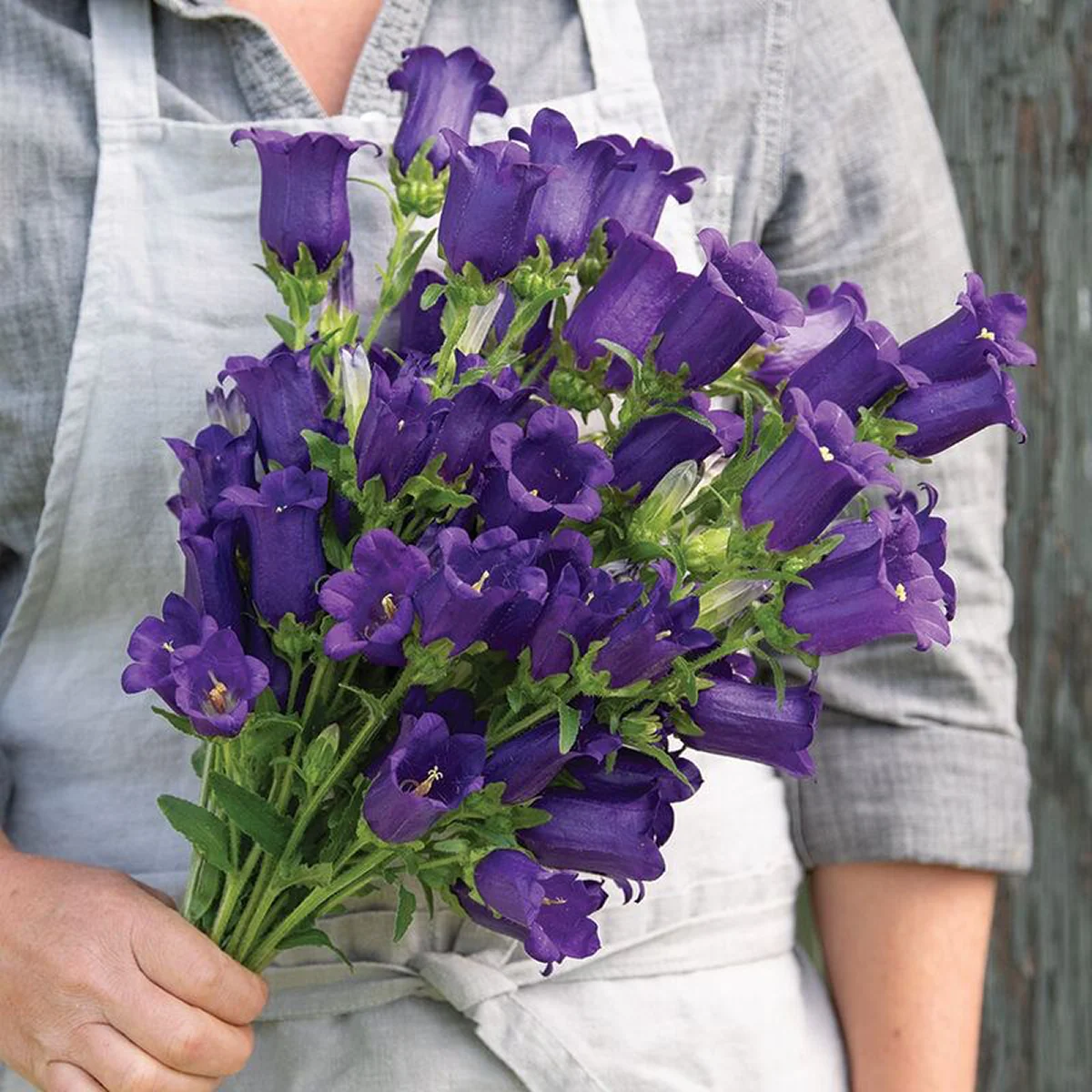 Дзвіночки ‘Champion Deep Blue’ F1 (Campanula medium)