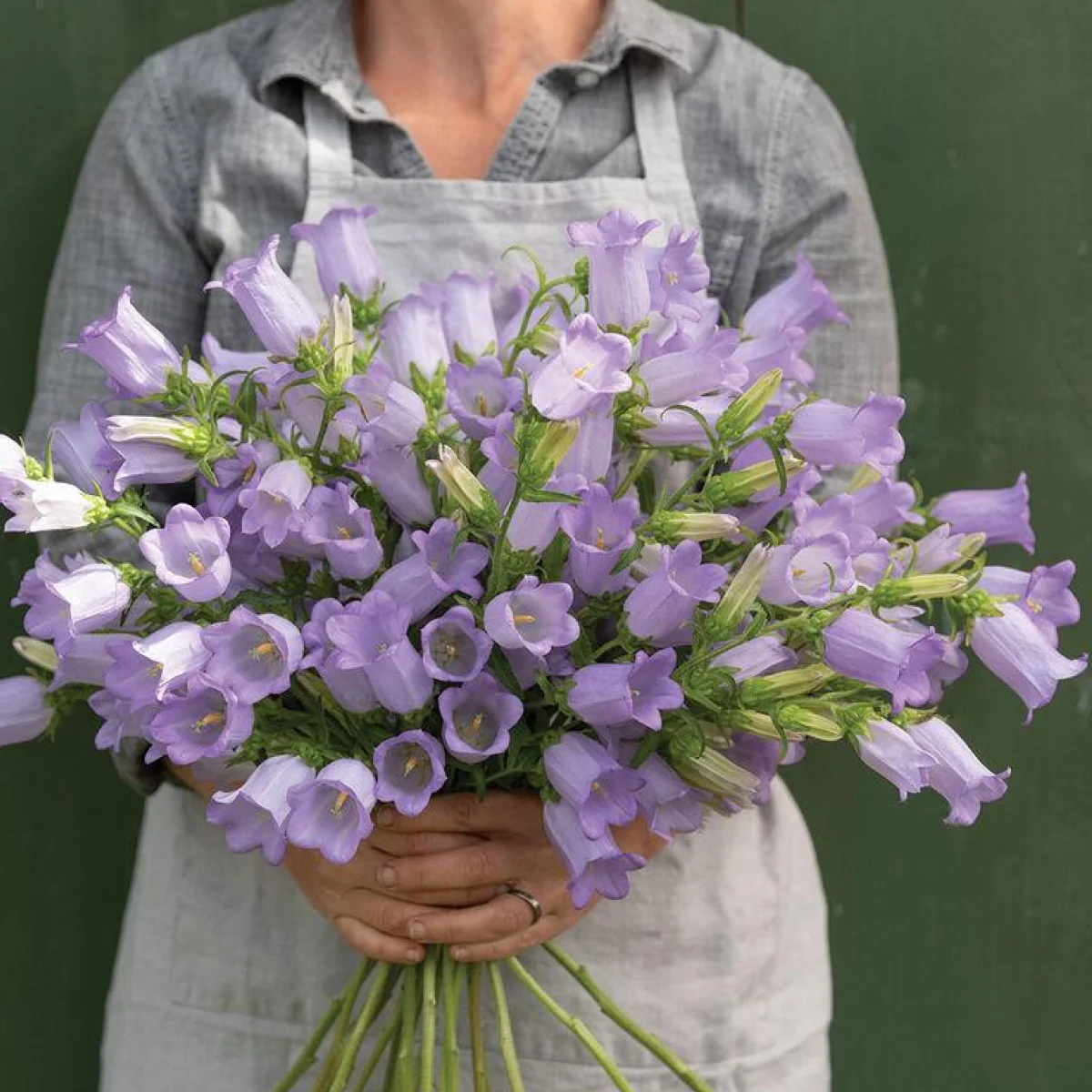 Дзвіночки ‘Champion Lavender’ F1 (Campanula medium)