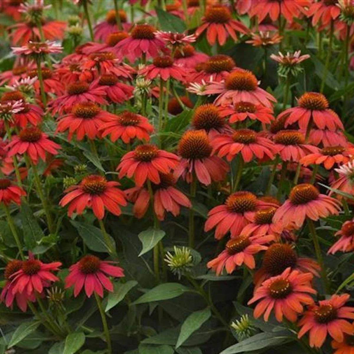 Ехінацея ‘Artisan™ Red Ombre’ (Echinacea)