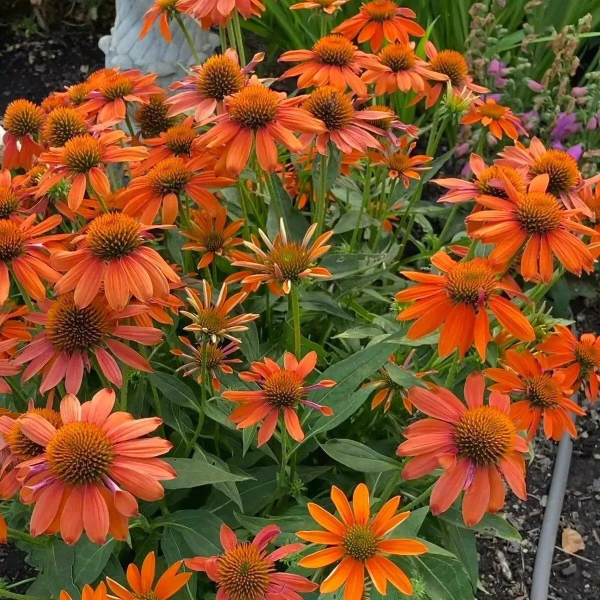 Ехінацея ‘Artisan™ Soft Orange’ (Echinacea × hybrida)