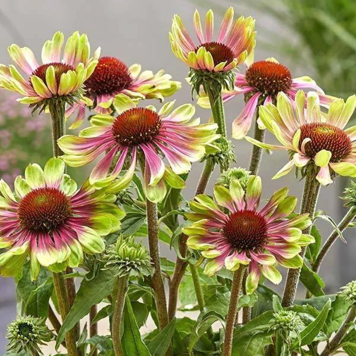 Ехінацея ‘Green Twister’ (Echinacea purpurea)