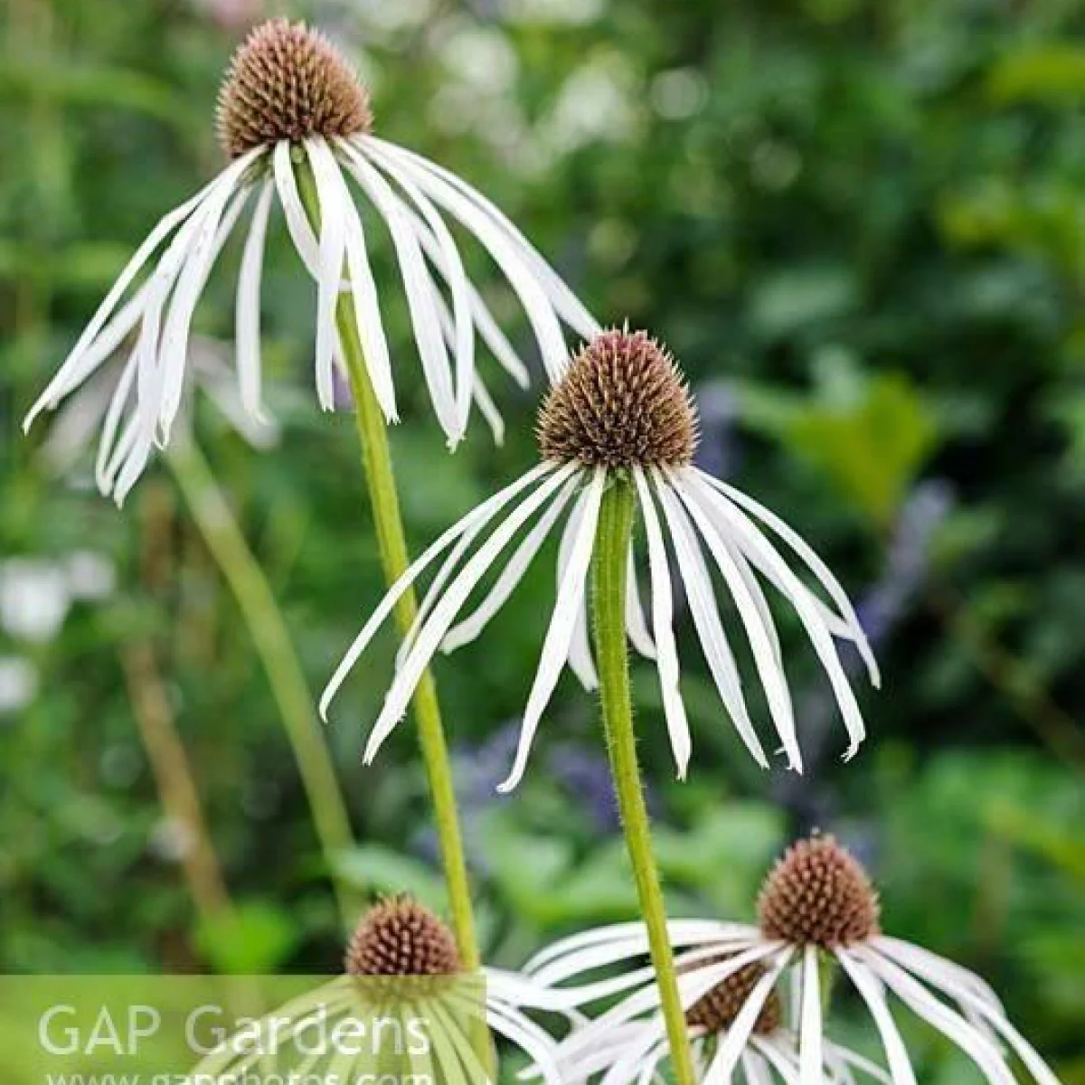 Ехінацея ‘Hula Dancer’ (Echinacea pallida)