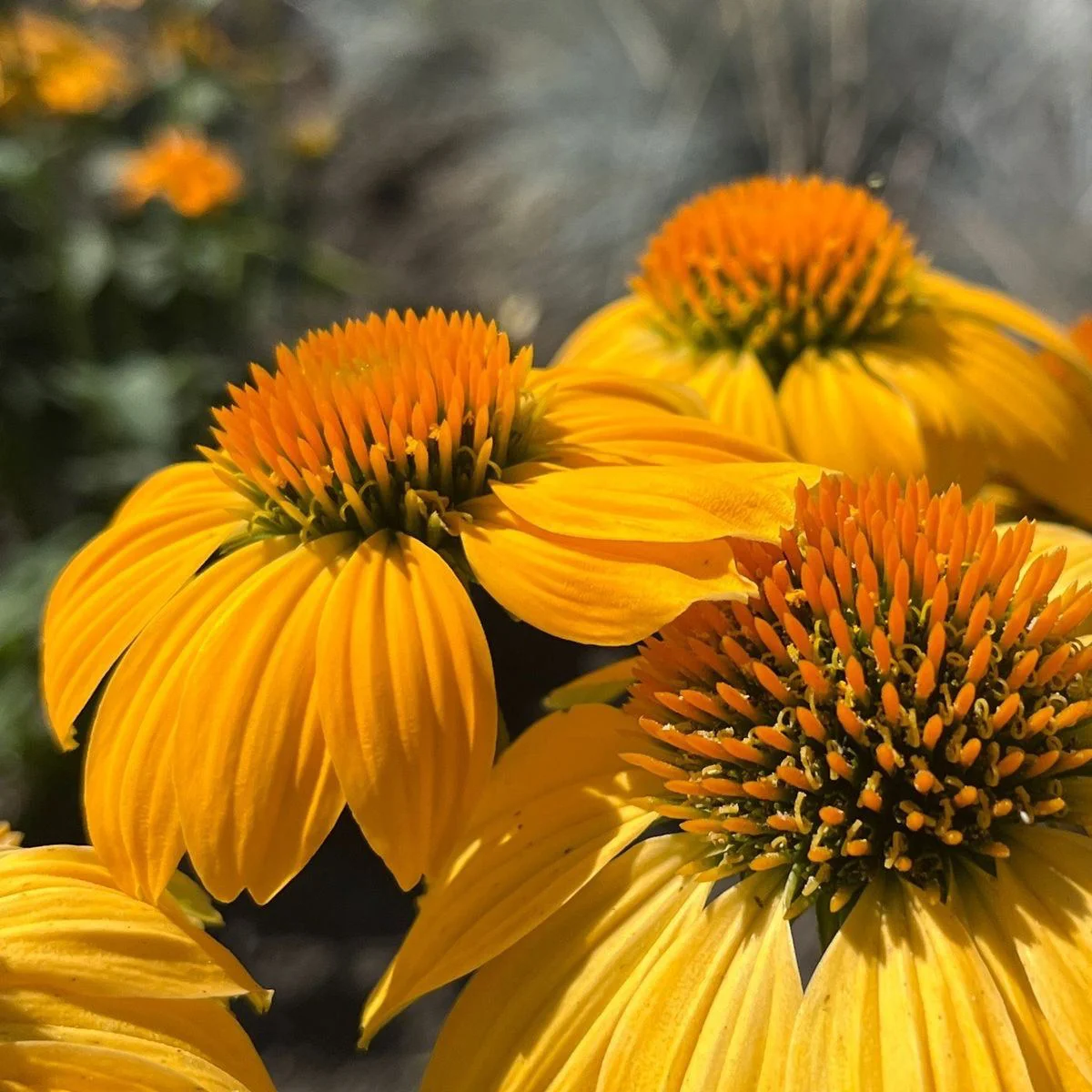 Ехінацея ‘Paradiso Gold’ (Echinacea purpurea)