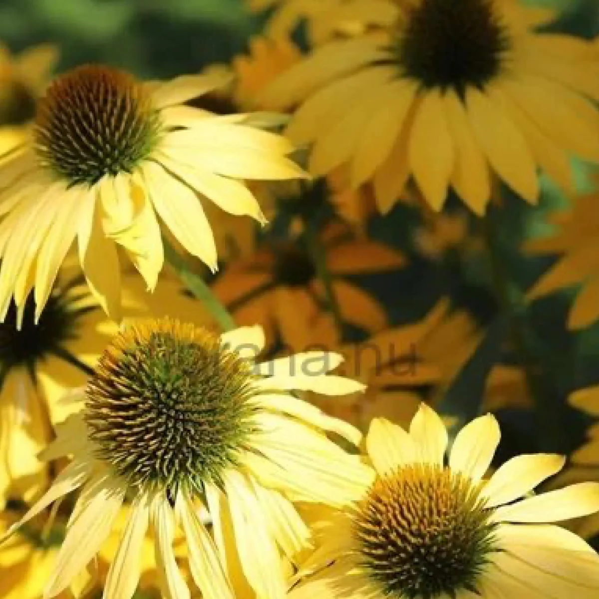 Ехінацея ‘Paradiso Yellow’ (Echinacea purpurea)