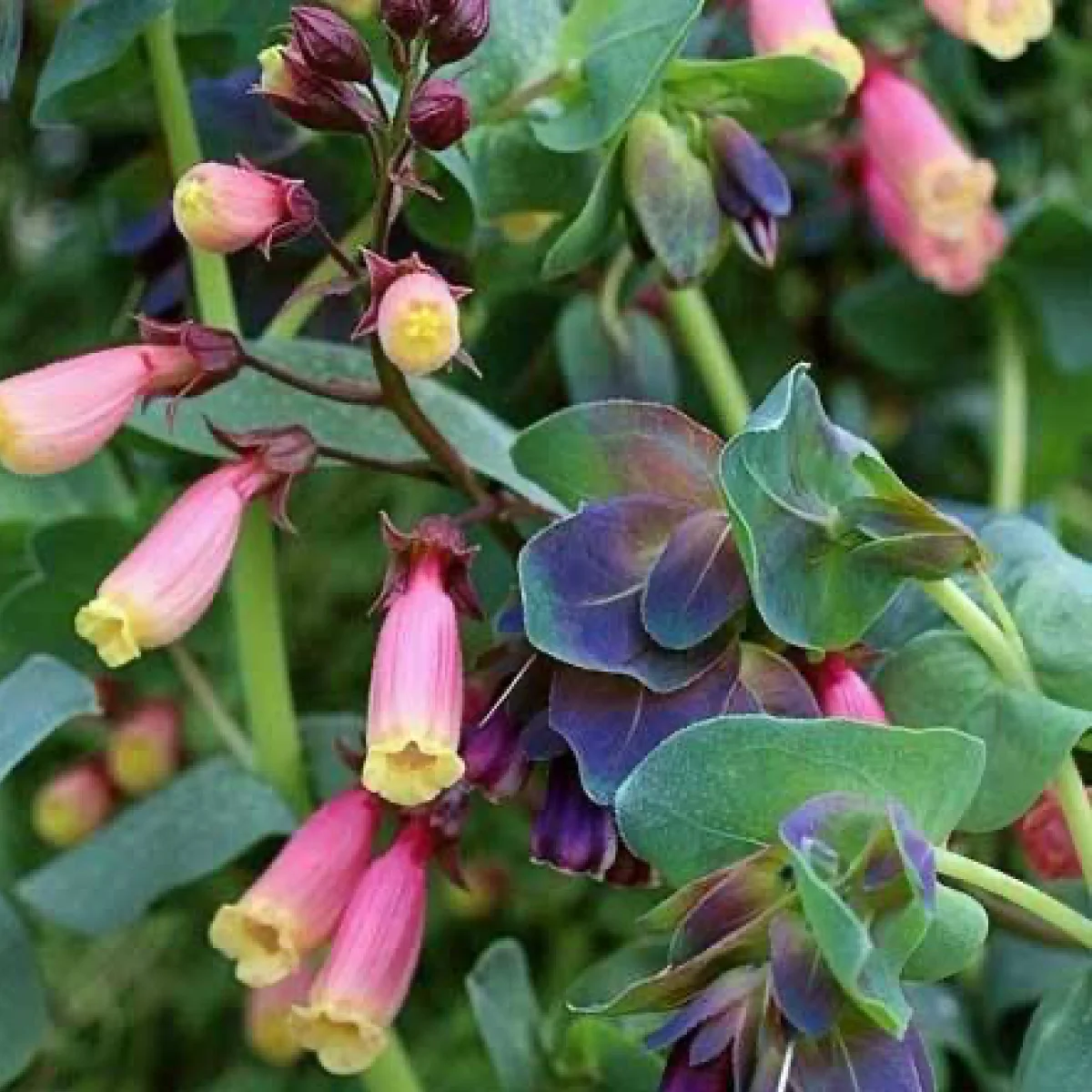 Еккремокарпус ‘Tresco Mixed’ (Eccremocarpus scaber)