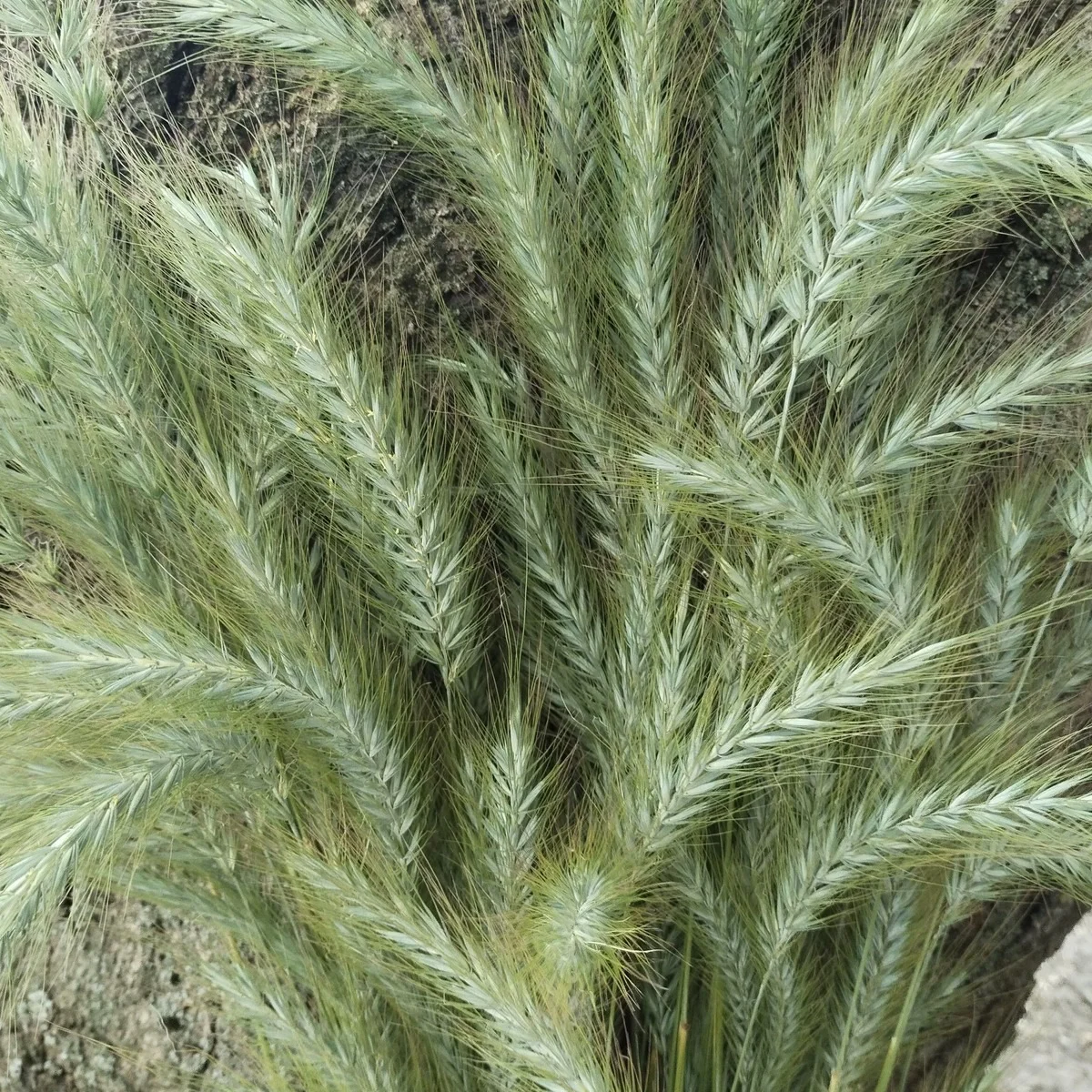 Елімус ‘Icy Blue’ (Elymus canadensis)