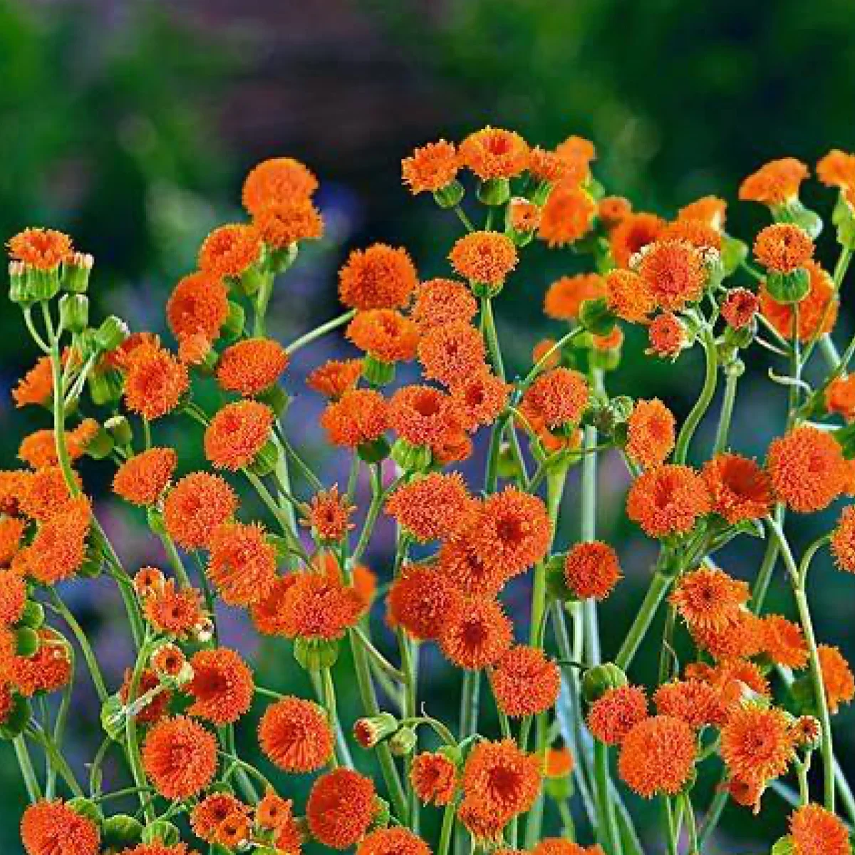 Emilia javanica ‘Irish Poet’ (Емілія яванська)