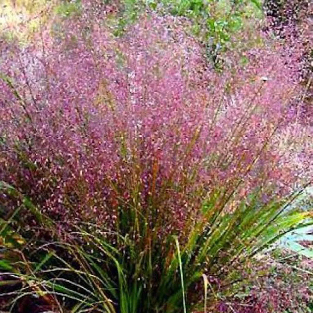 Ерагростіс ‘Purple Love’ (Eragrostis spectabilis)