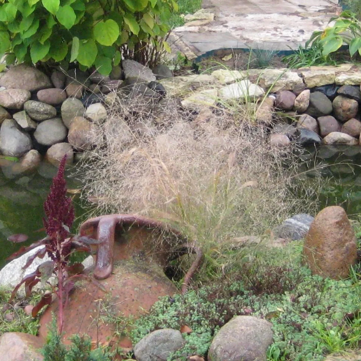 Ерагростис витончений ‘Eragrostis elegans’