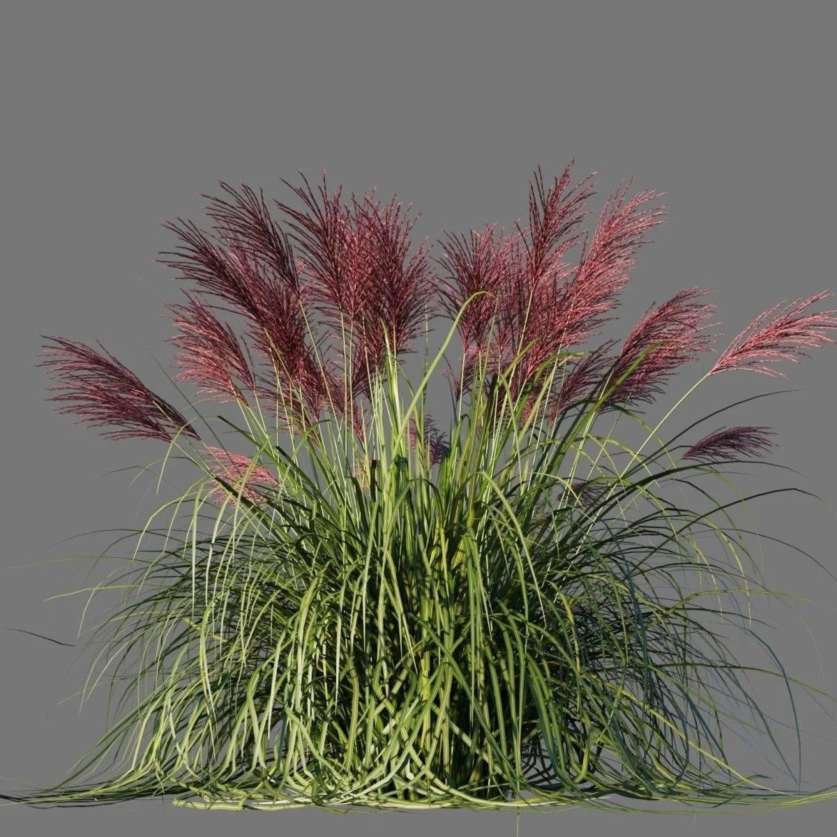 Еріантус равенський ‘Plume Grass’ (Erianthus ravennae)