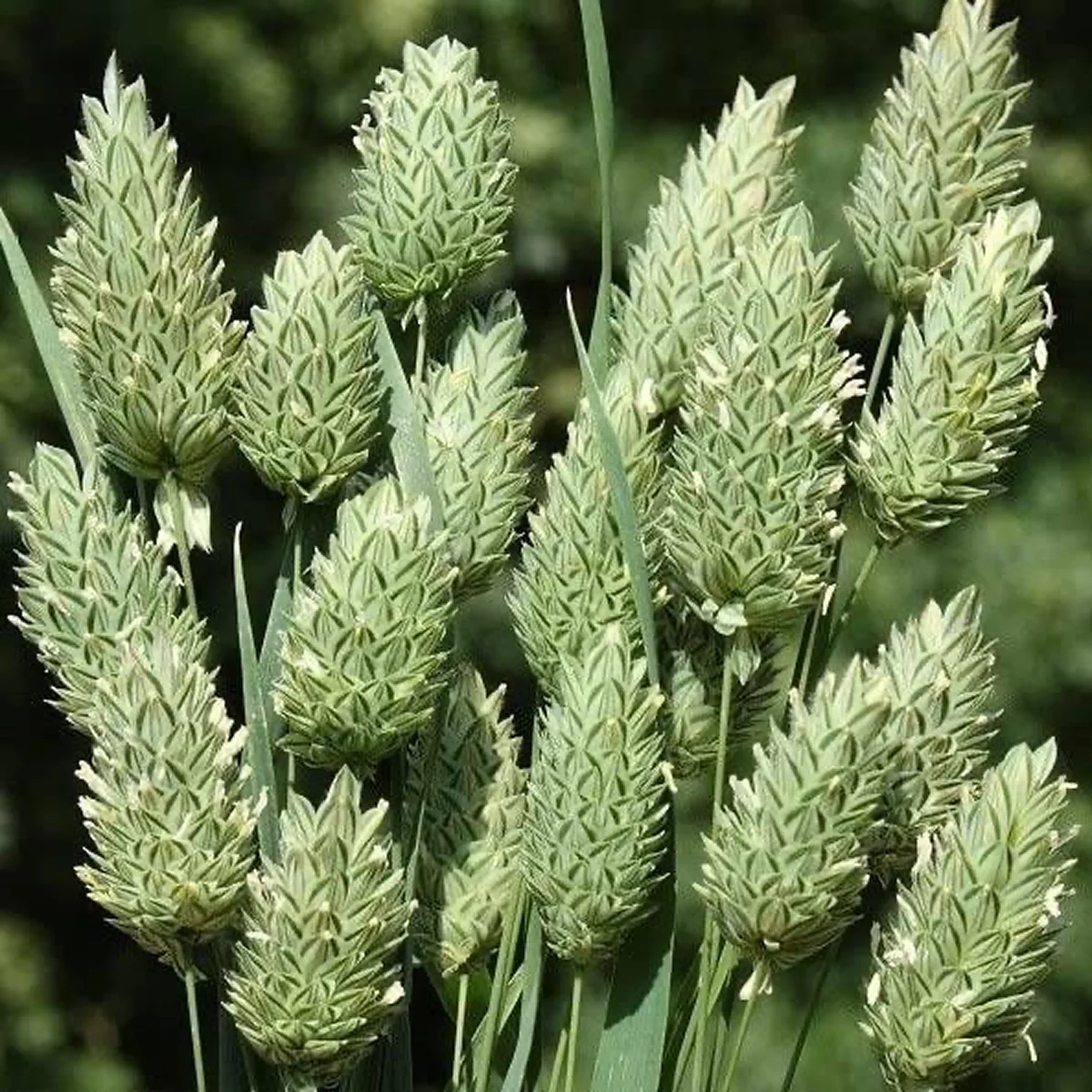 Фаларіс канарський (Phalaris canariensis)