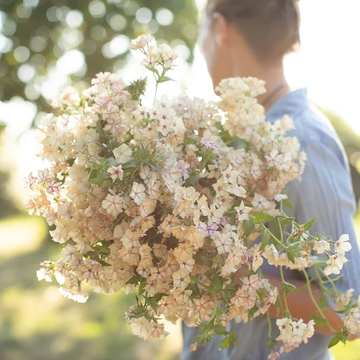 Флокс Друммонда крупноквітковий Крем Брюле ‘Grandiflora Creme Brulee’ (Phlox drummondii)