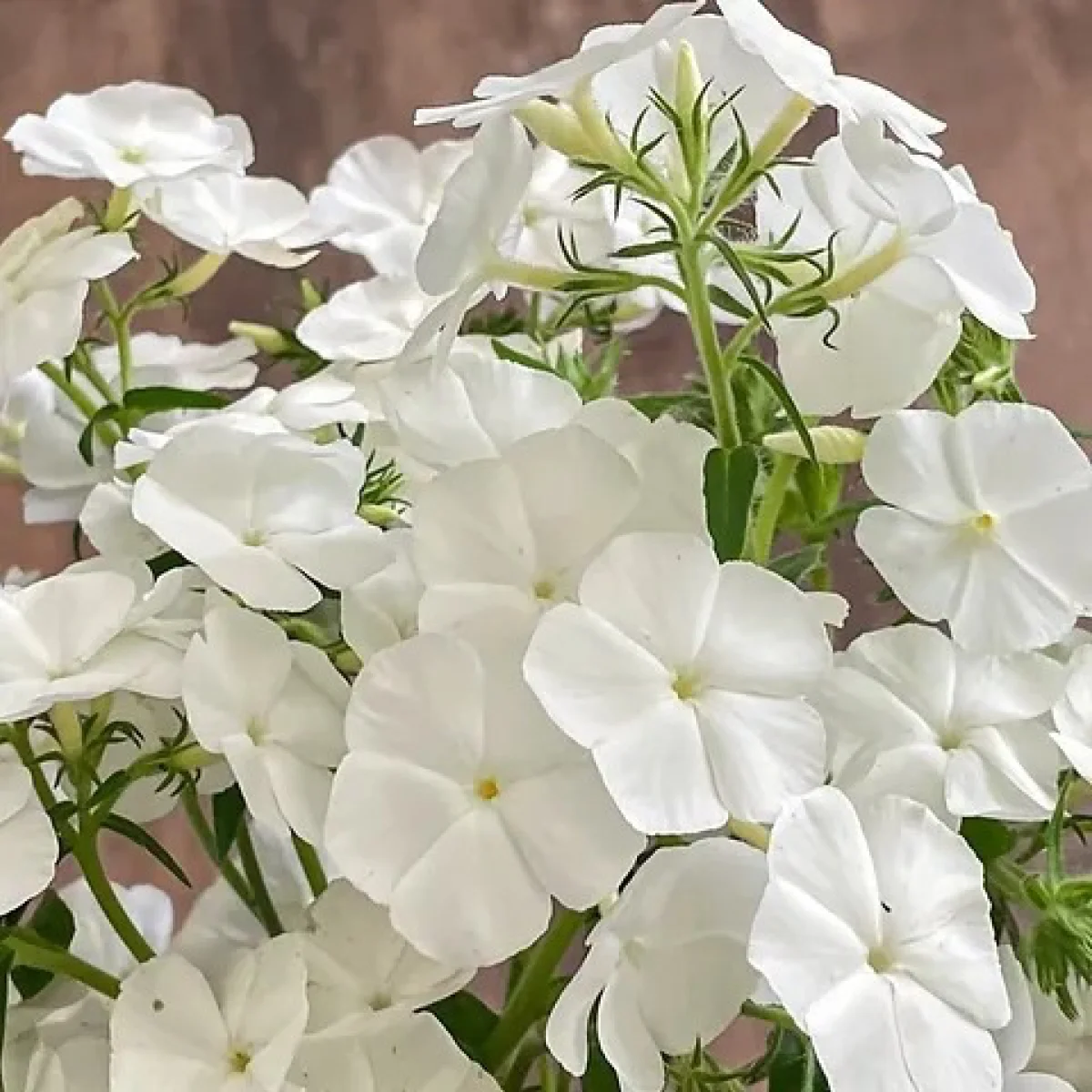 Флокс Друммонда ‘Alba’ (Phlox drummondii grandiflora)