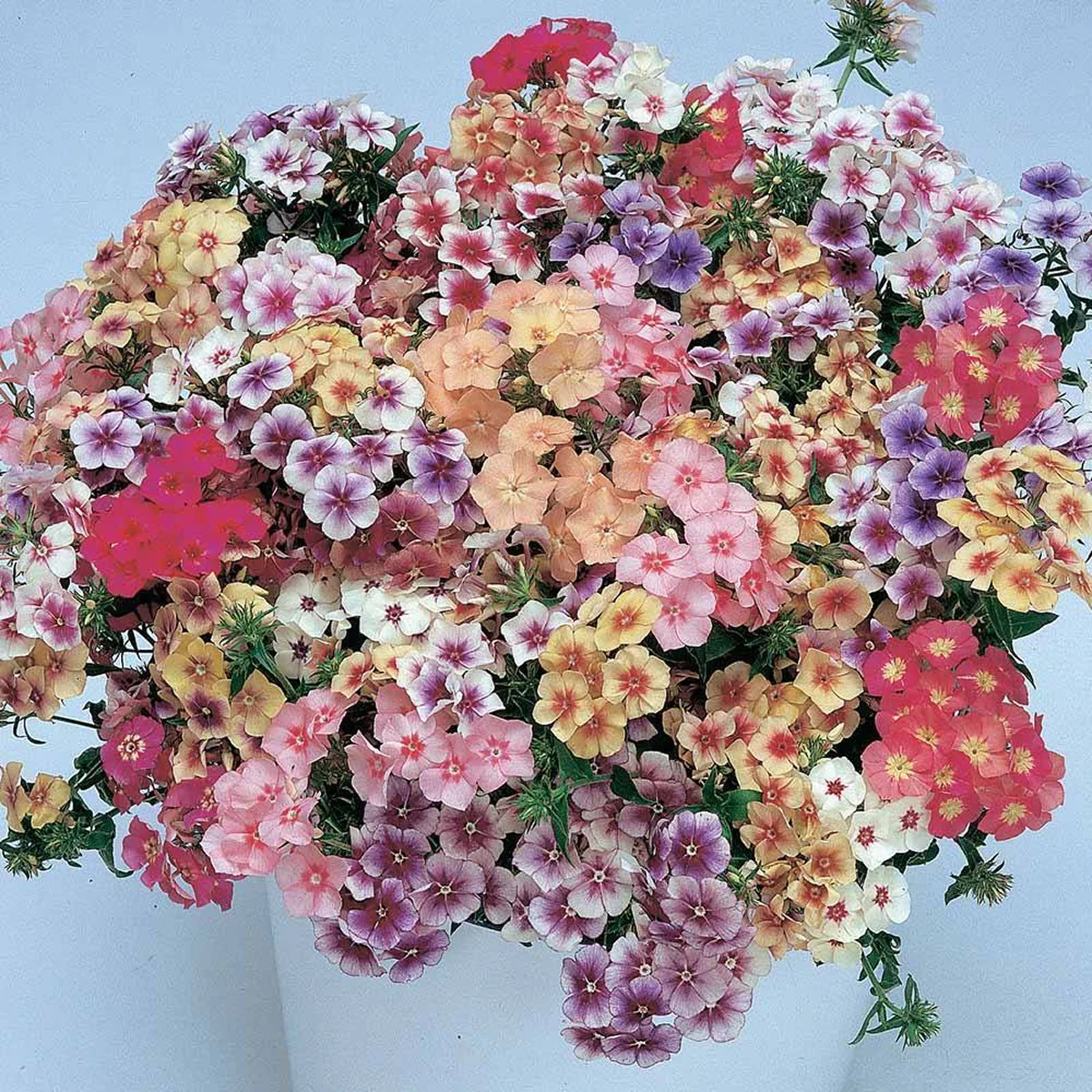 Флокс Друммонда ‘Grandiflora Tapestry Mixture’ (Phlox drummondii)