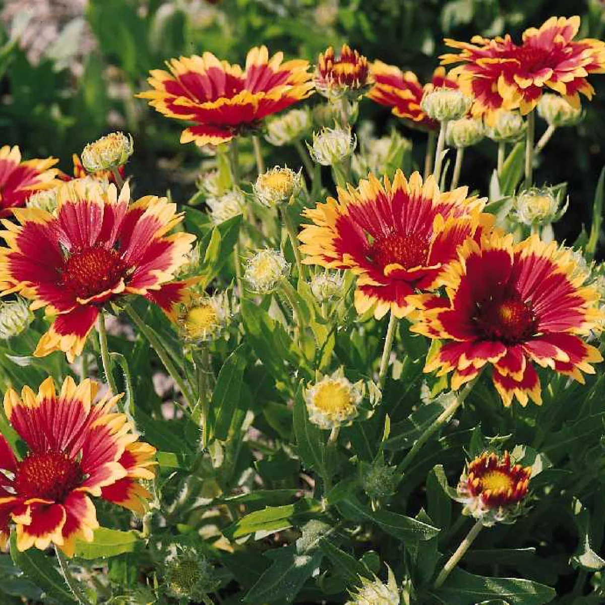 Гайлардія ‘Kobolt (Goblin)’ (Gaillardia grandiflora)