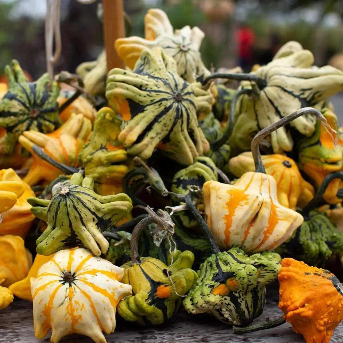 Гарбуз декоративний ‘Crown of Thorns’ (Cucurbita pepo)