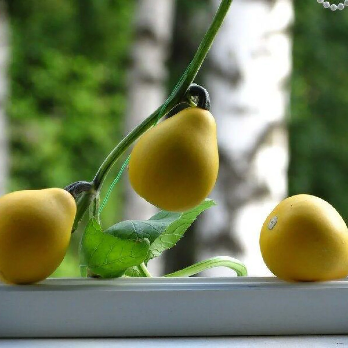 Гарбуз декоративний ‘Piriformis’ (Cucurbita pepo)