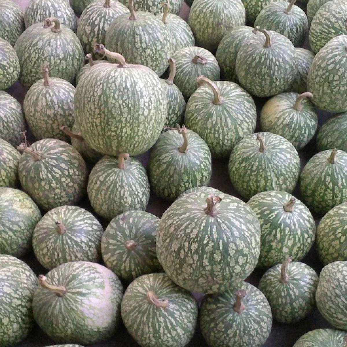 Гарбуз фіголистий ‘Фіцефалія’ (Cucurbita ficifolia)