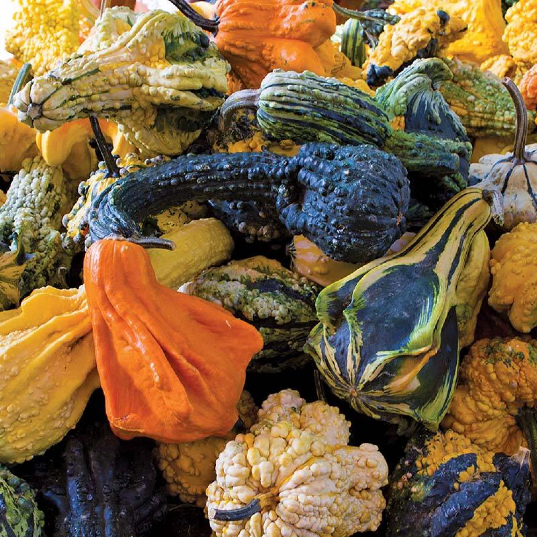 Гарбуз ‘Autumn Wings Large’ (Cucurbita pepo)