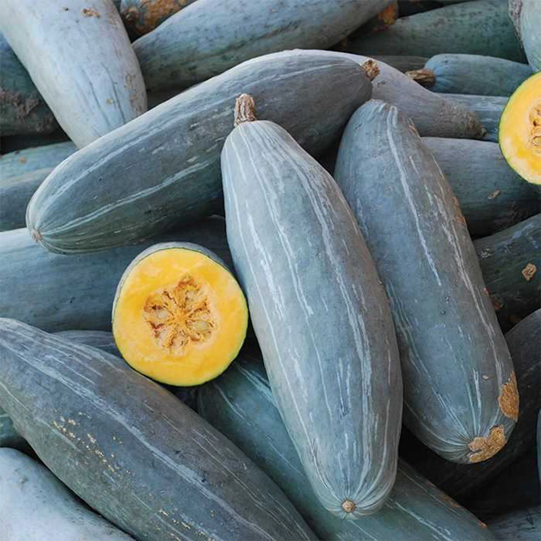 Гарбуз ‘Blue Banana’ (Cucurbita maxima)