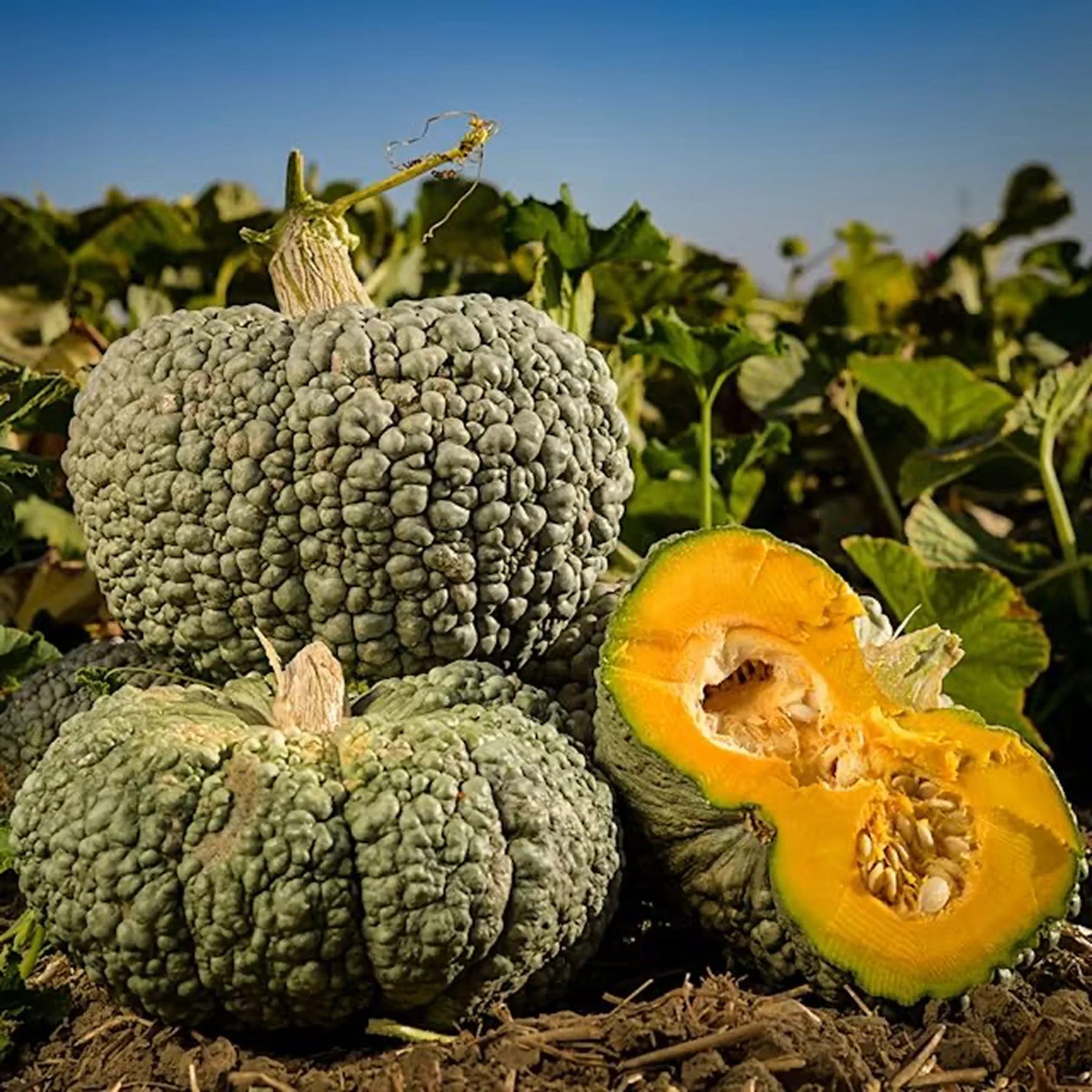 Гарбуз ‘Buen Gusto’ (Cucurbita maxima)