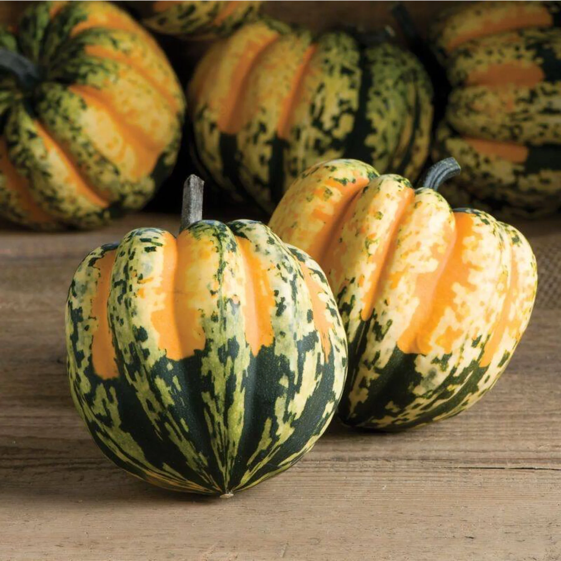 Гарбуз ‘Carnival Squash’ (Cucurbita pepo)