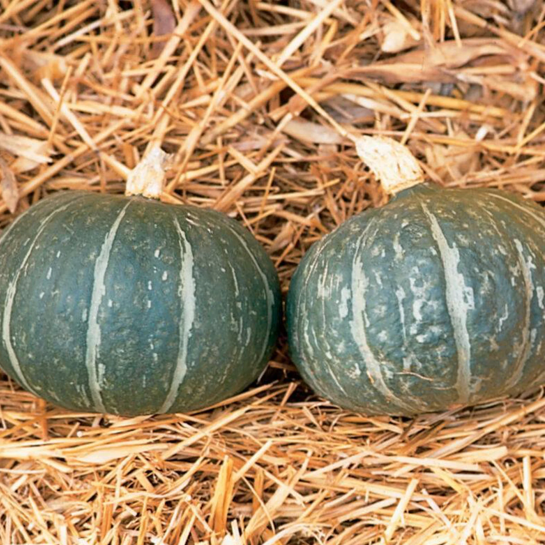 Гарбуз ‘Cha-Cha’ (Cucurbita maxima)
