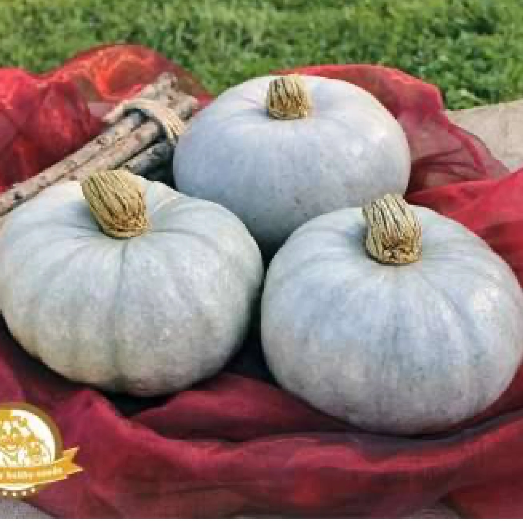 Гарбуз ‘Crioula Pataka’ (Pumpkin)