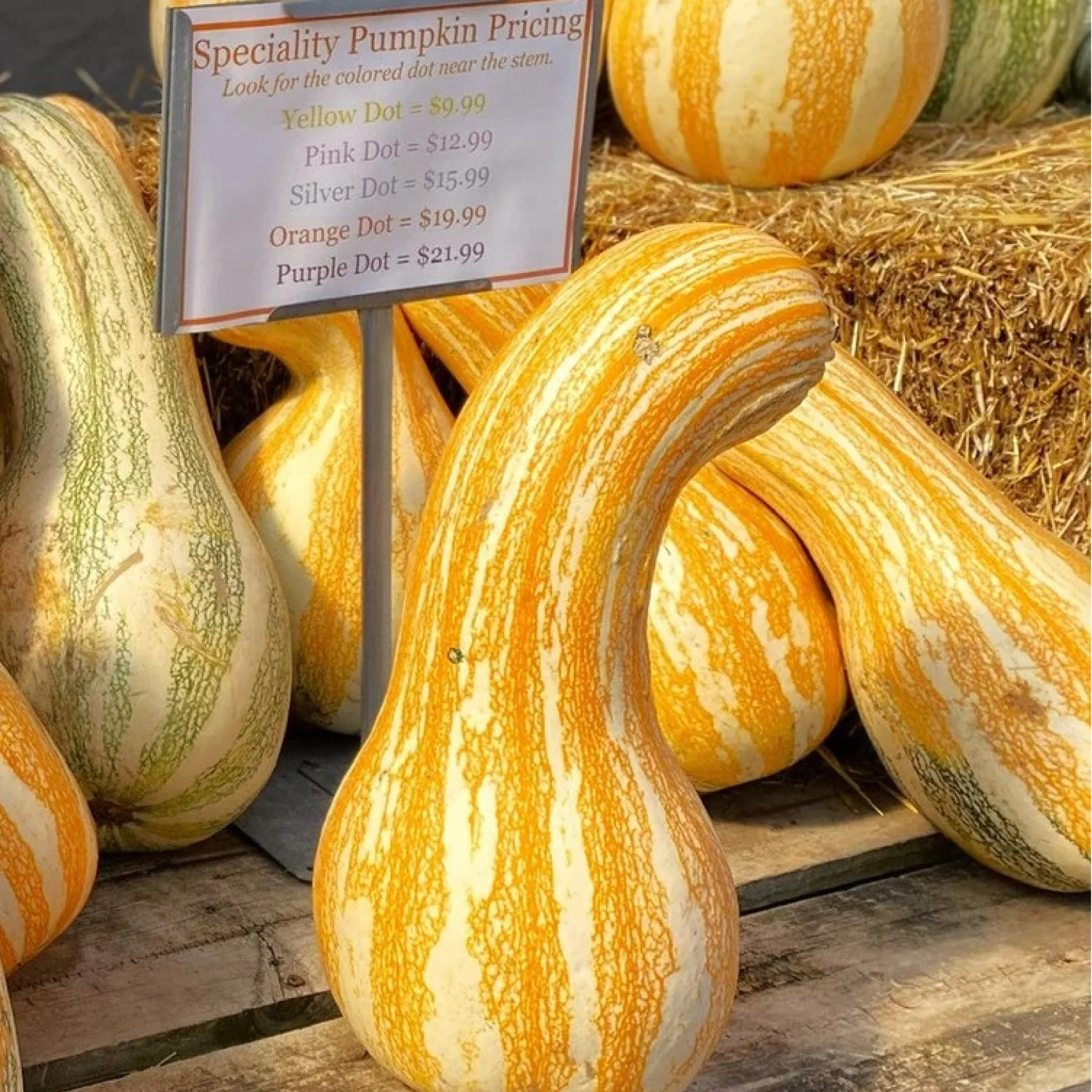 Гарбуз ‘Cushaw Orange Stripe’ (Cucurbita)