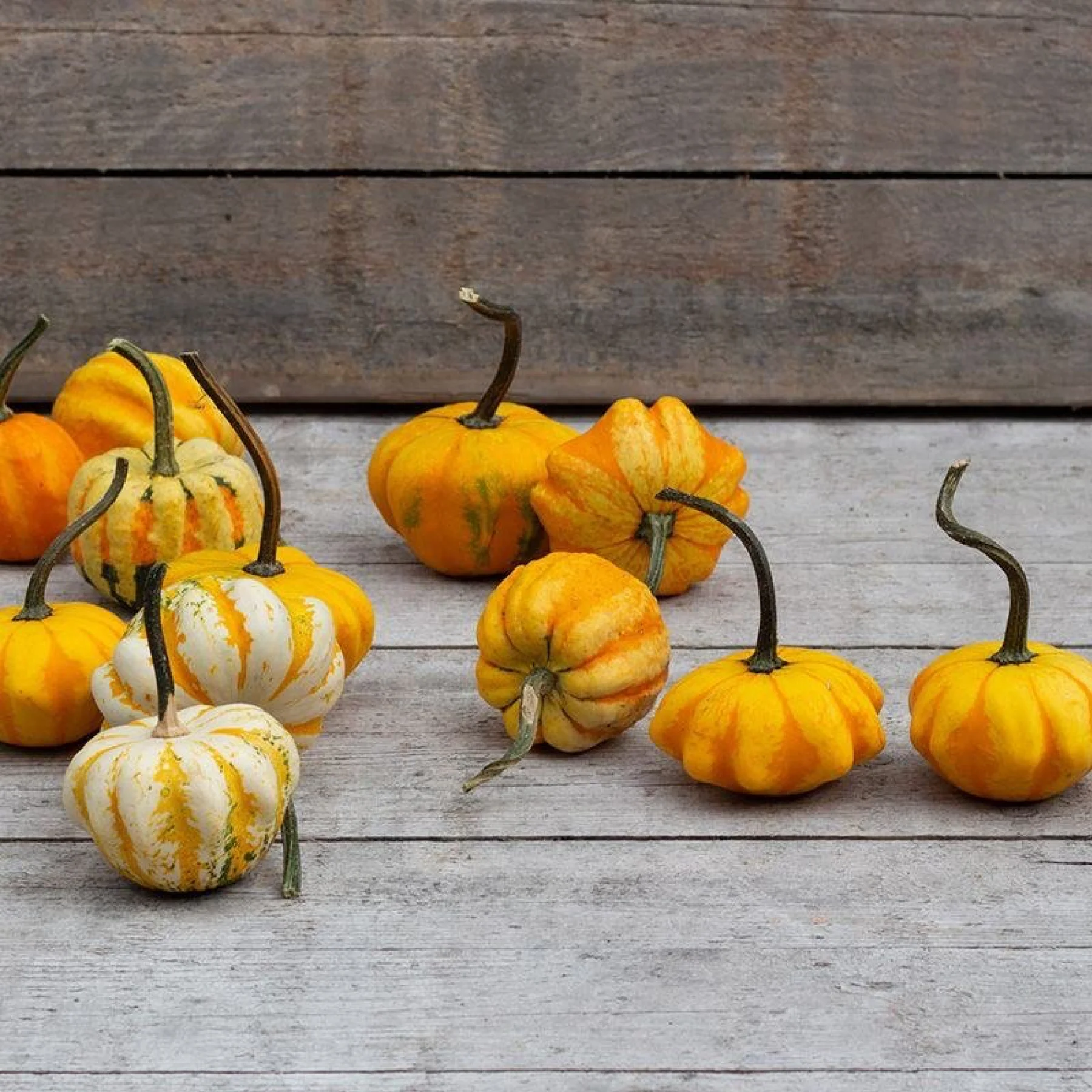 Гарбуз ‘Daisy’ (Cucurbita pepo)