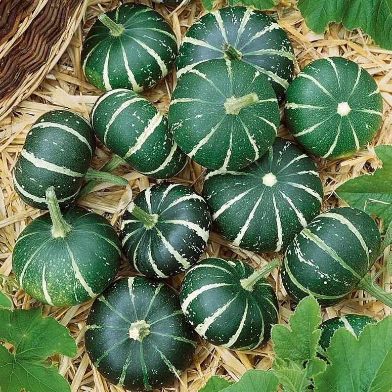 Гарбуз ‘Flat Striped’ (Cucurbita pepo)