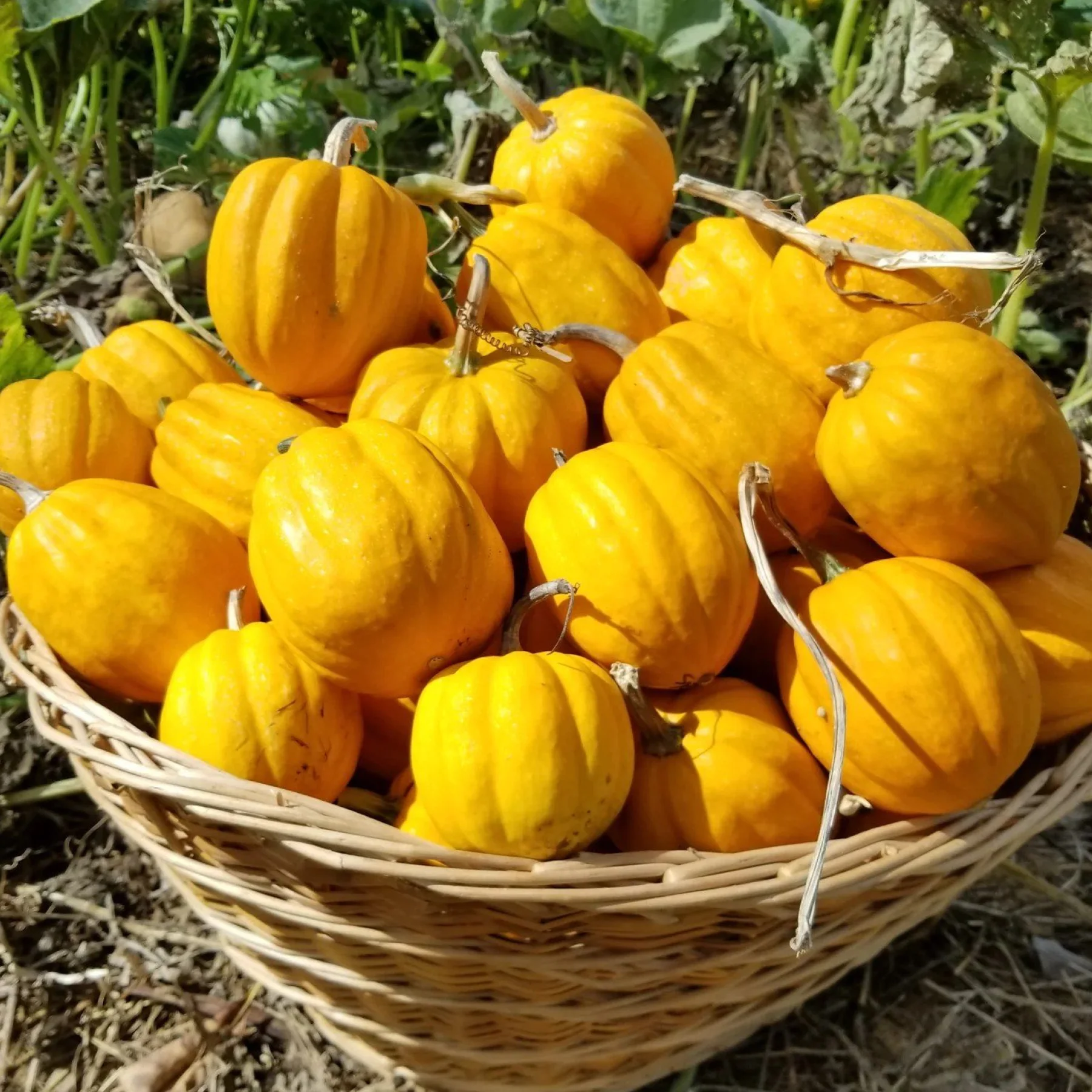 Гарбуз ‘Gill’s Golden Pippin’ (Cucurbita)