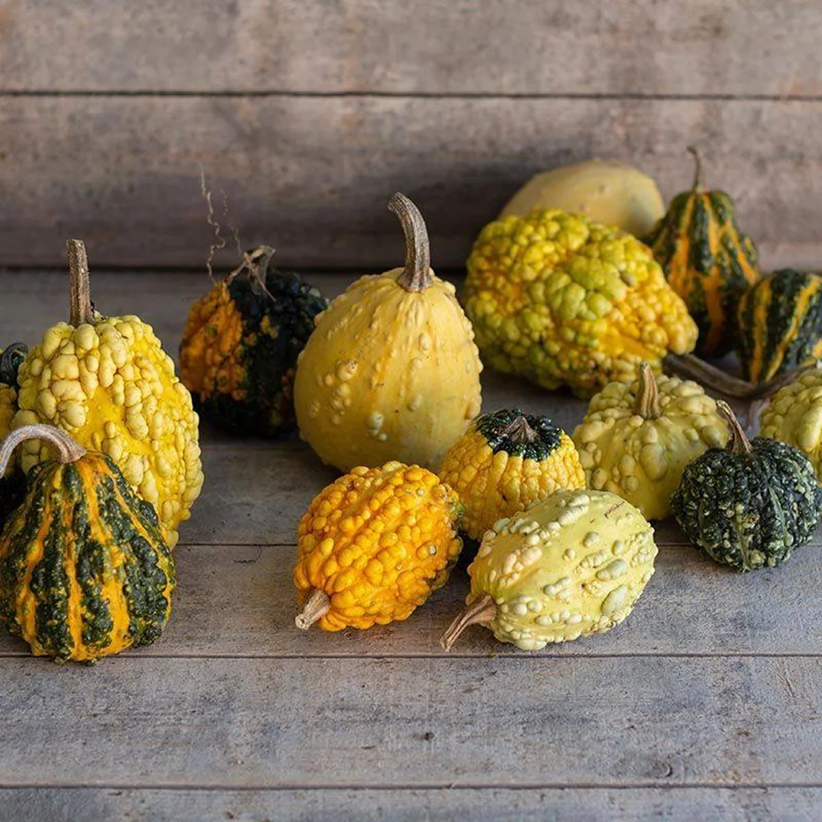 Гарбуз ‘Hungary Warted’ (Cucurbita pepo)