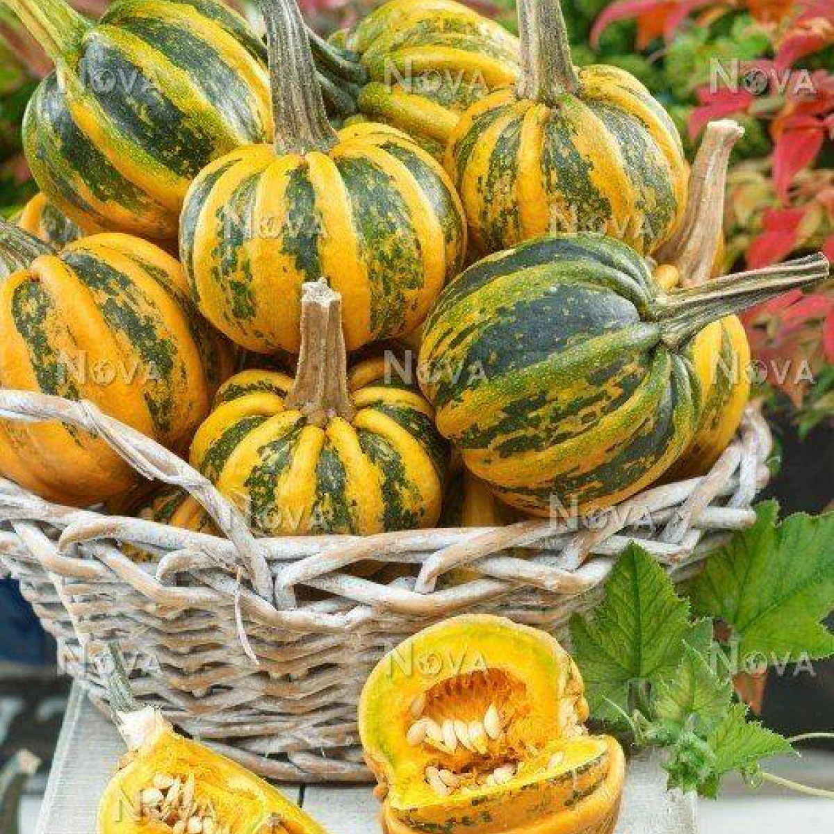 Гарбуз ‘Kamo Kamo’ (Cucurbita pepo)