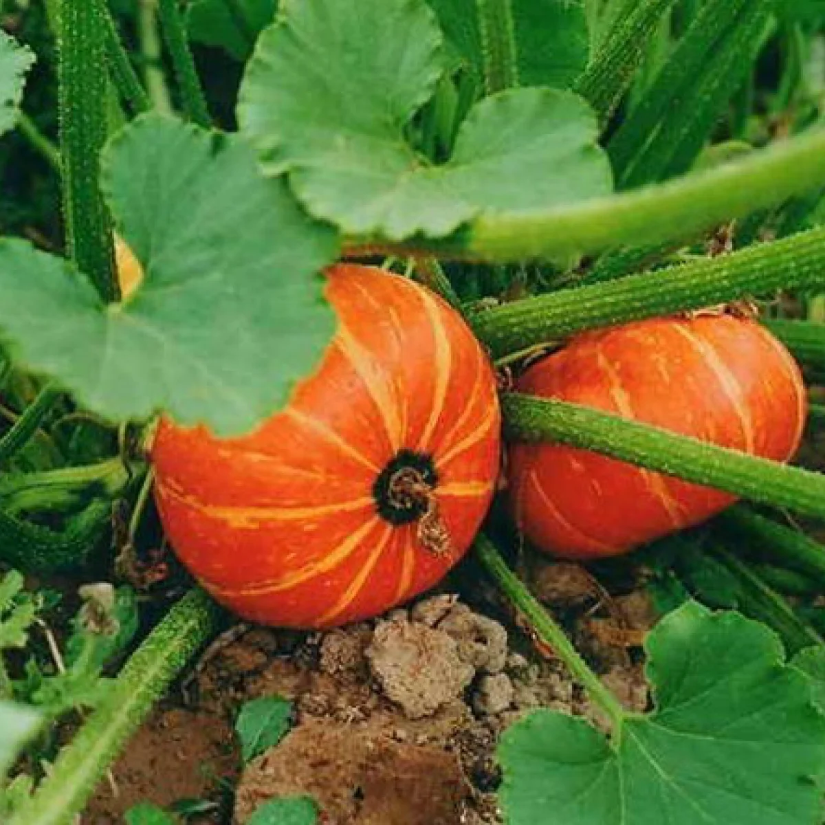 Гарбуз ‘Кардинал’