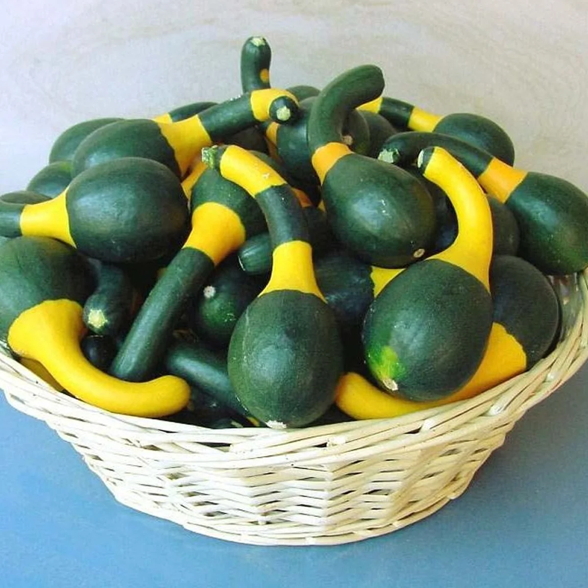 Гарбуз ‘Koshare Spoon’ (Cucurbita pepo)