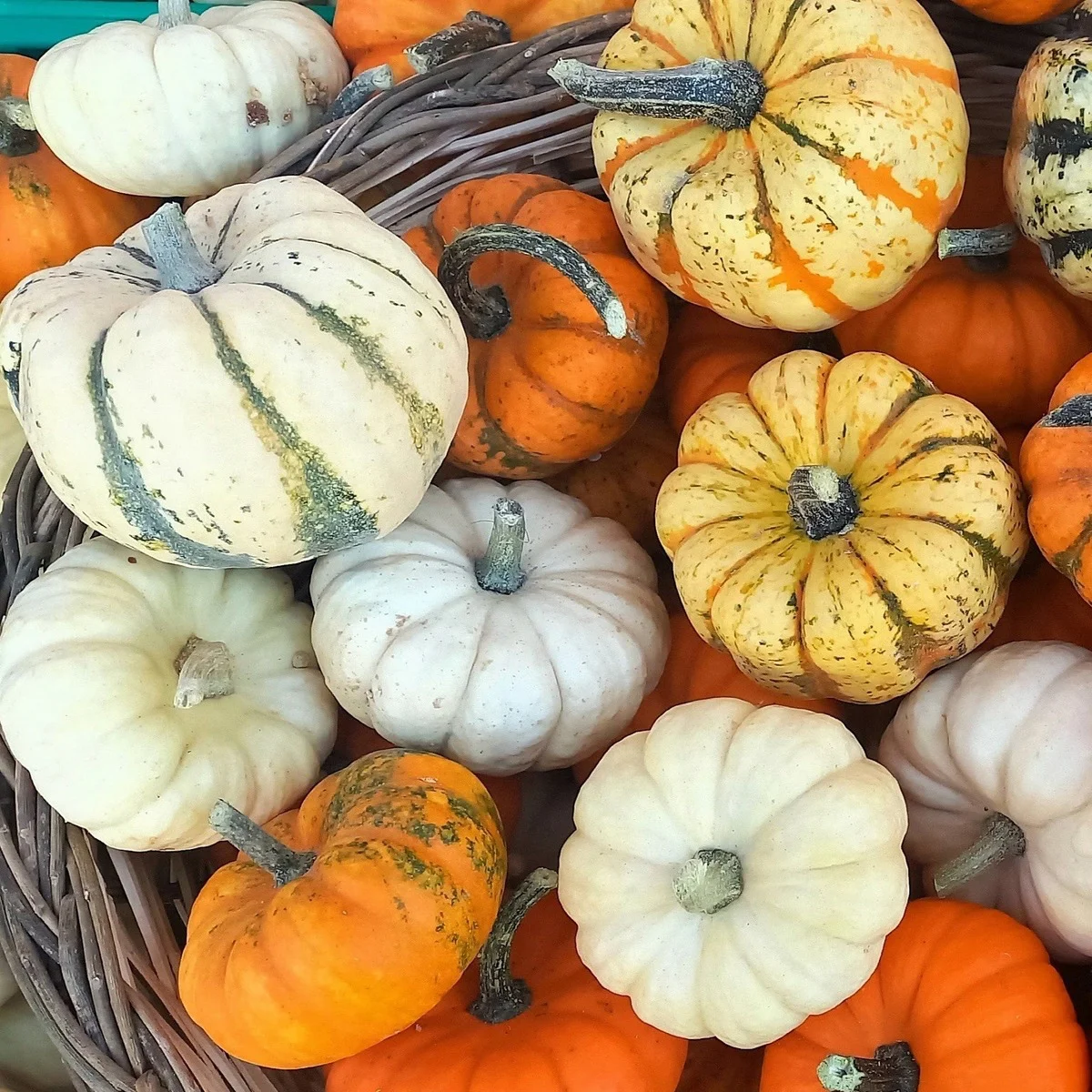 Гарбуз ‘Magnetron Mix’ (Cucurbita pepo)