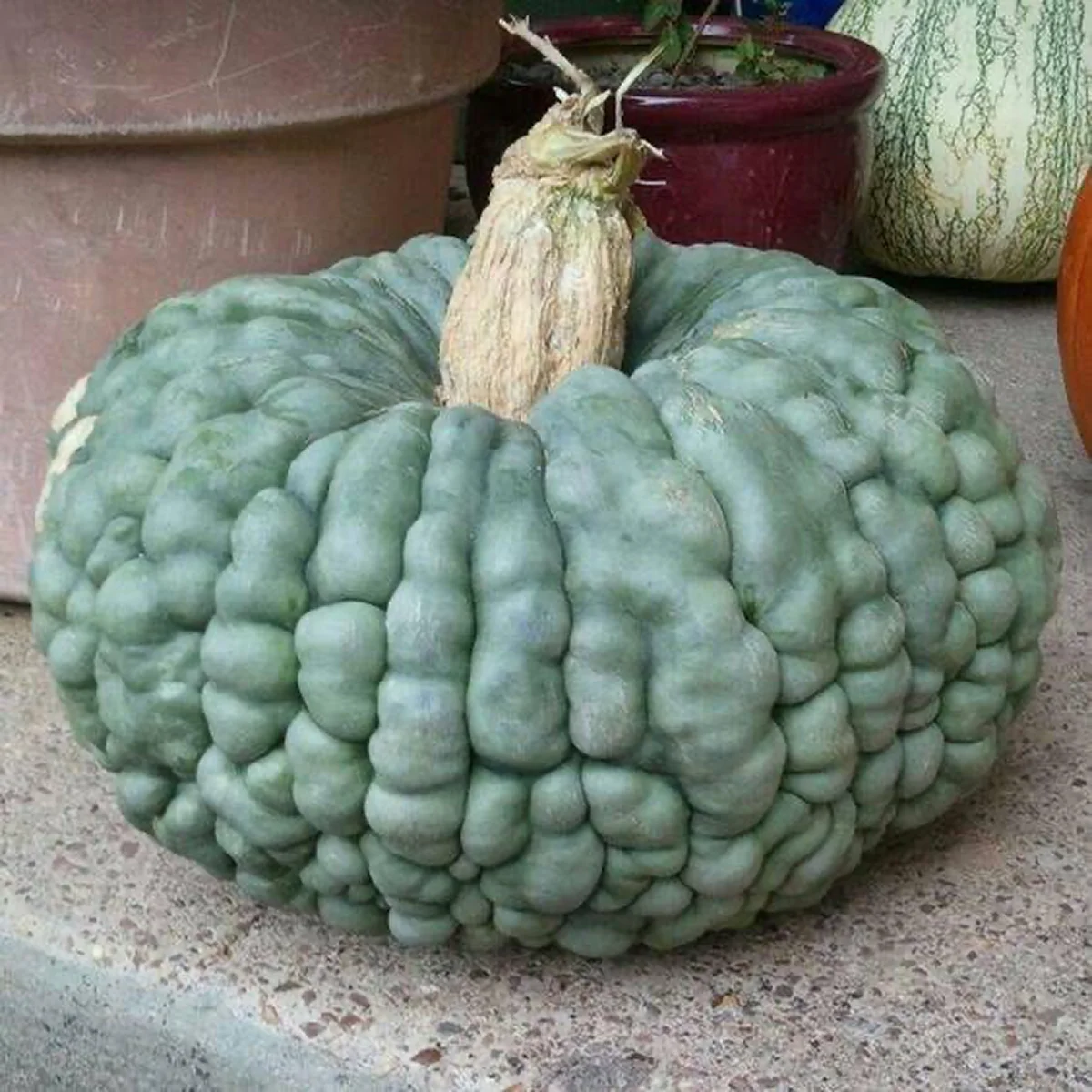 Гарбуз ‘Marina di Chioggia’ (Cucurbita maxima)
