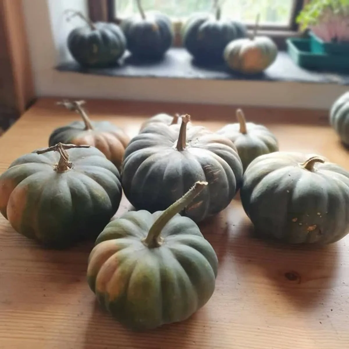 Гарбуз ‘Mini Musk’ (Squash)